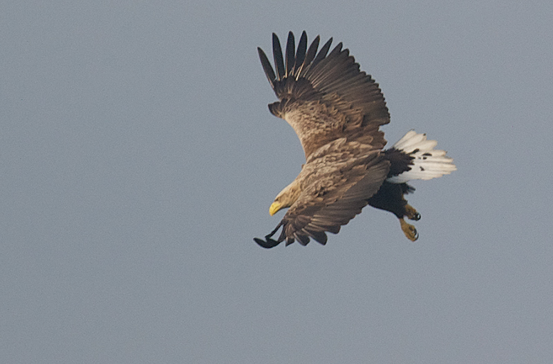 Havørn - White-tailed Eagle (Haliaeetus albicilla) ad.jpg